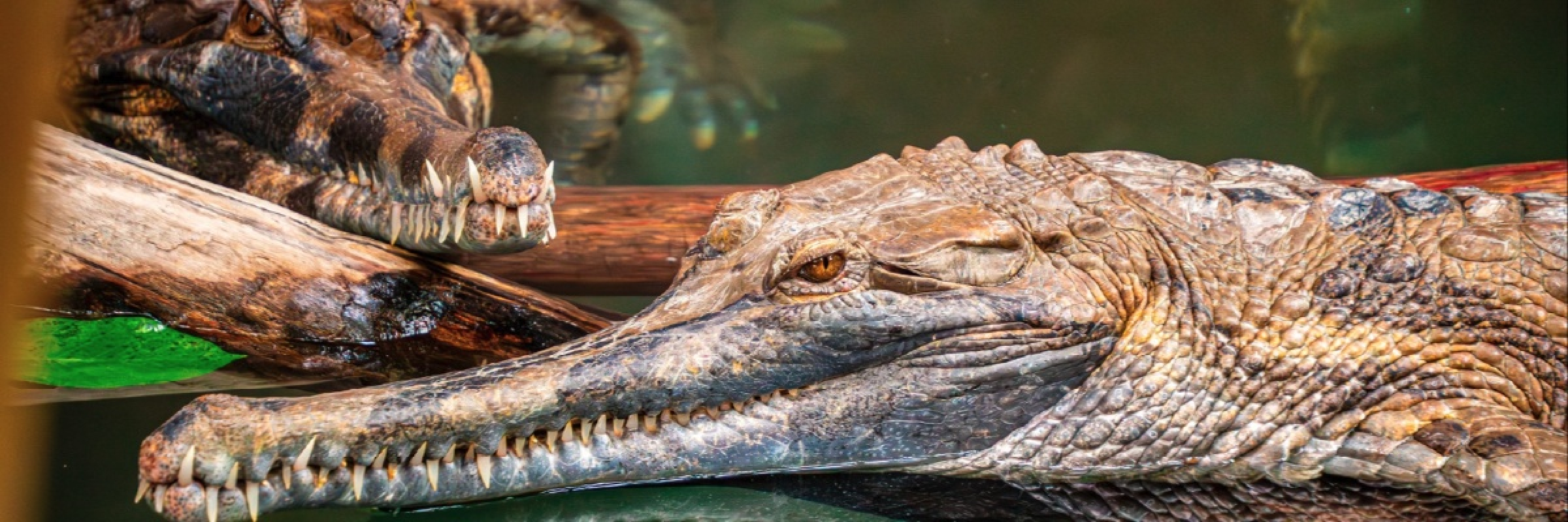 Image de Parc européen dédié aux reptiles