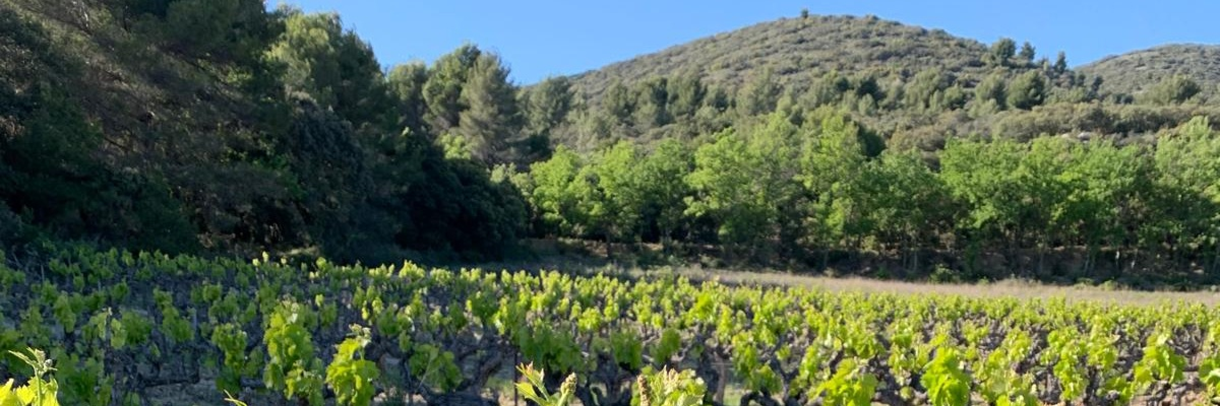 Image de LOUERION Terres d'Alliance