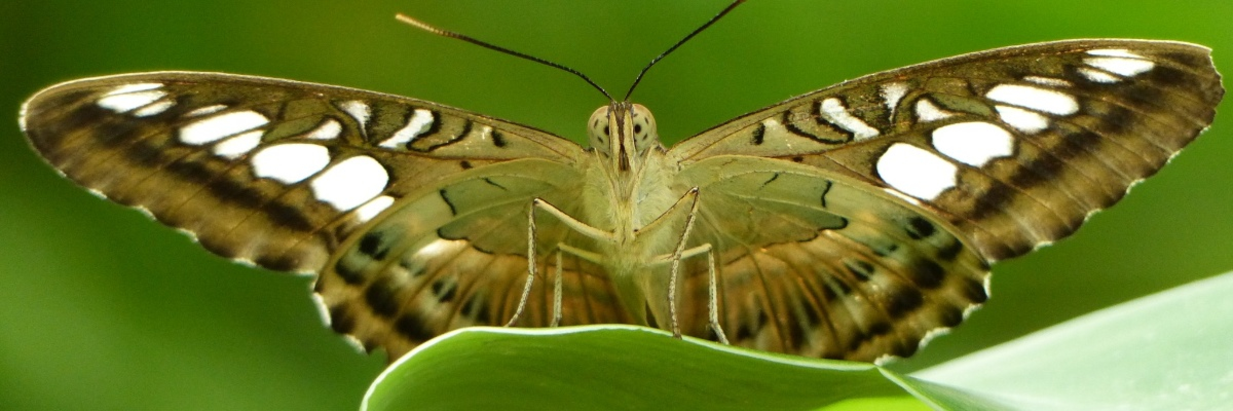 Image de Ça papillonne autour de vous !