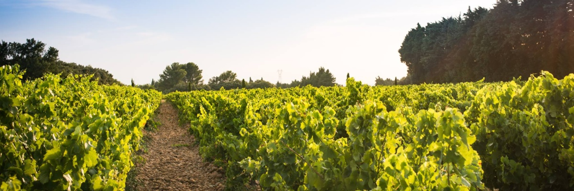 Image de Un domaine historique au coeur des Côtes du Rhône