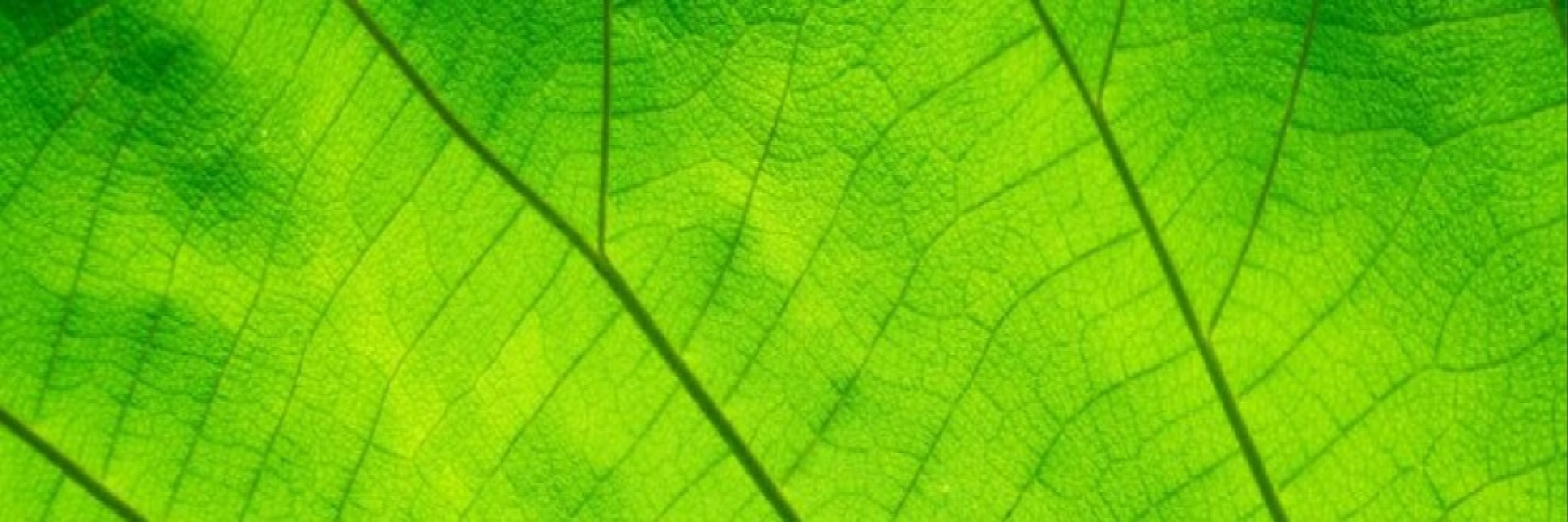 Image de Phytothérapeute - Réflexologue - Hypnothérapeute