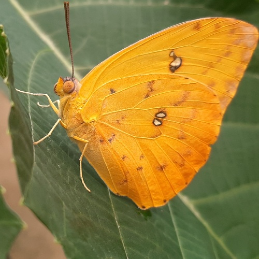 Ça papillonne autour de vous !